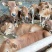 肉牛犊活体西门塔尔牛纯种改良鲁西黄牛犊3-6个月活牛养殖