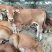 肉牛犊活体西门塔尔牛纯种改良鲁西黄牛犊3-6个月活牛养殖
