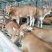 肉牛犊活体西门塔尔牛纯种改良鲁西黄牛犊3-6个月活牛养殖