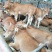 肉牛犊活体西门塔尔牛纯种改良鲁西黄牛犊3-6个月活牛养殖