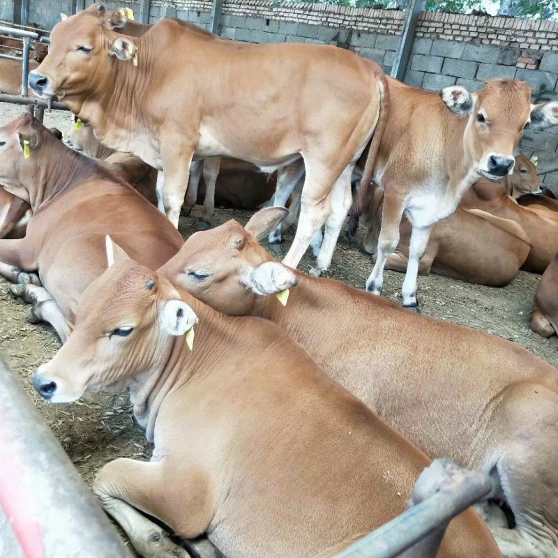 肉牛犊活体西门塔尔牛纯种改良鲁西黄牛犊3-6个月活牛养殖