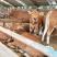 肉牛犊活体西门塔尔牛纯种改良鲁西黄牛犊3-6个月活牛养殖