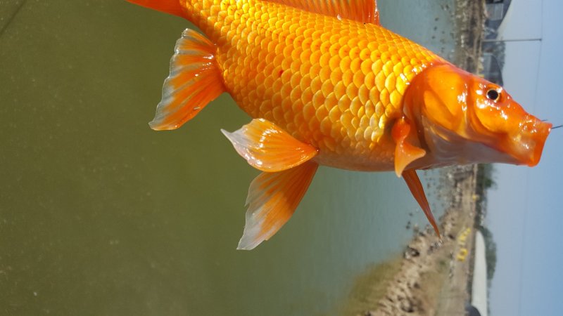 红草，锦鲤