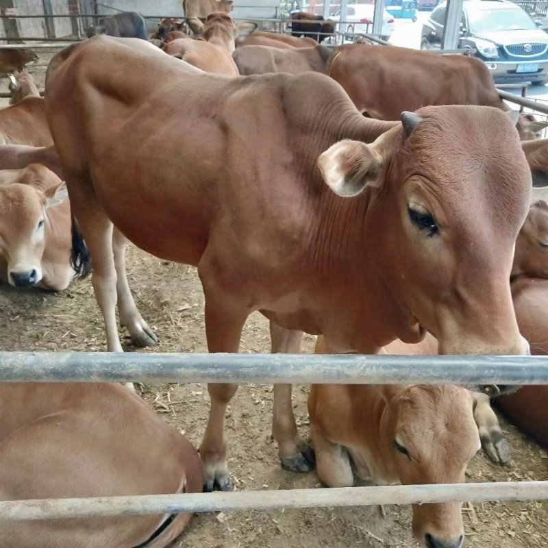 肉牛犊活体出售西门塔尔牛纯种3-6个月鲁西黄牛改良肉牛养