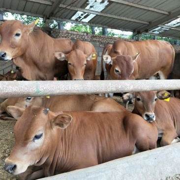 肉牛犊活体出售西门塔尔牛纯种3-6个月鲁西黄牛改良肉牛养