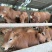 肉牛犊活体出售西门塔尔牛纯种3-6个月鲁西黄牛改良肉牛养