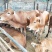 肉牛犊活体出售西门塔尔牛纯种3-6个月鲁西黄牛改良肉牛养