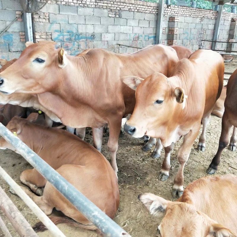 肉牛犊活体出售西门塔尔牛纯种3-6个月鲁西黄牛改良肉牛养