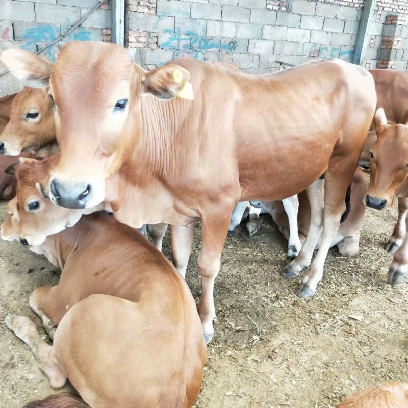 肉牛犊活体出售西门塔尔牛纯种3-6个月鲁西黄牛改良肉牛养