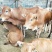 肉牛犊活体出售西门塔尔牛纯种3-6个月鲁西黄牛改良肉牛养