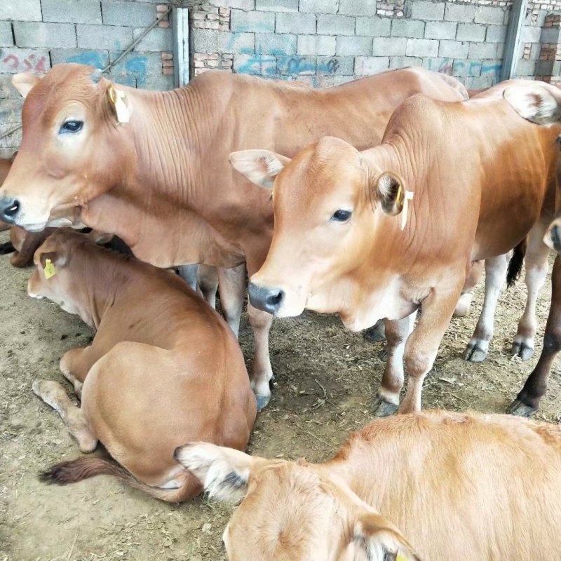 肉牛犊活体出售西门塔尔牛纯种3-6个月鲁西黄牛改良肉牛养