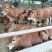 肉牛犊活体出售西门塔尔牛纯种3-6个月鲁西黄牛改良肉牛养