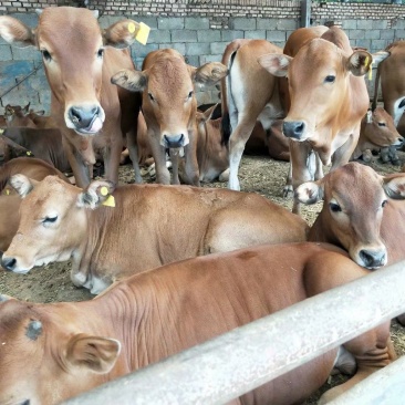 牛犊活体小牛鲁西黄牛3-6个月肉牛犊西门塔尔牛活牛养殖牛