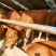 肉牛犊活体西门塔尔牛纯种牛犊小牛犊活体3-6个月苗江西黄