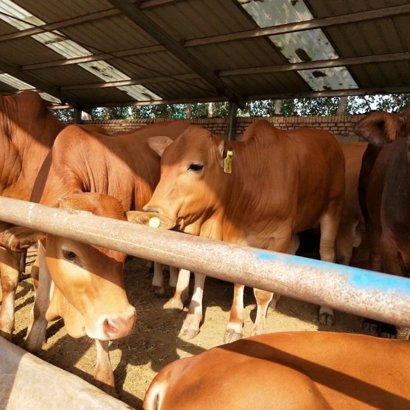 肉牛犊活体西门塔尔牛纯种牛犊小牛犊活体3-6个月苗江西黄
