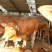 肉牛犊活体西门塔尔牛纯种牛犊小牛犊活体3-6个月苗江西黄