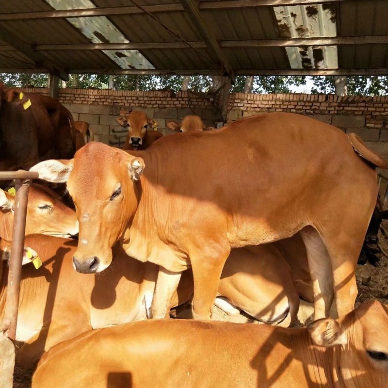 肉牛犊活体西门塔尔牛纯种牛犊小牛犊活体3-6个月苗江西黄