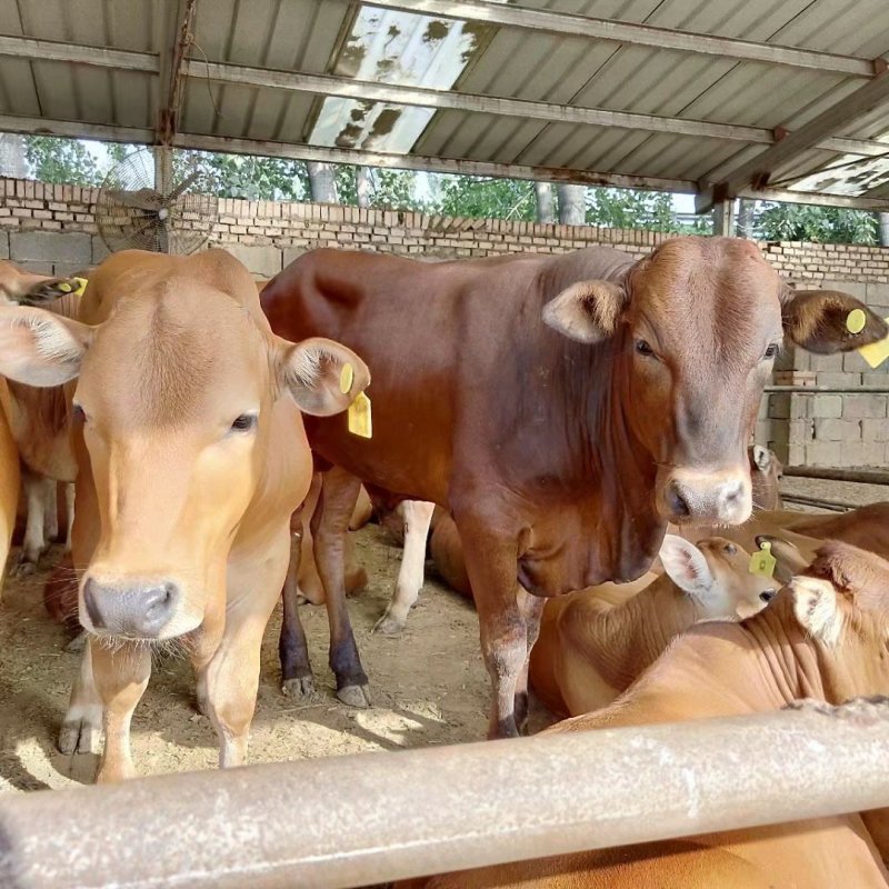肉牛犊活体西门塔尔牛纯种牛犊小牛犊活体3-6个月苗江西黄