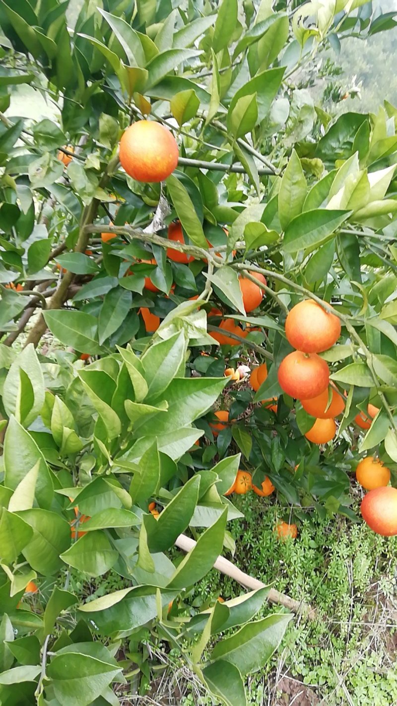 塔罗科血橙