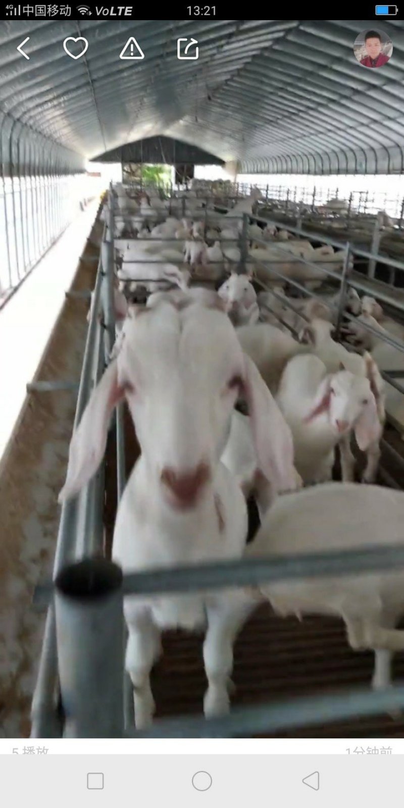 美国白山羊白山羊山羊活体山羊包邮大耳羊纯种白山