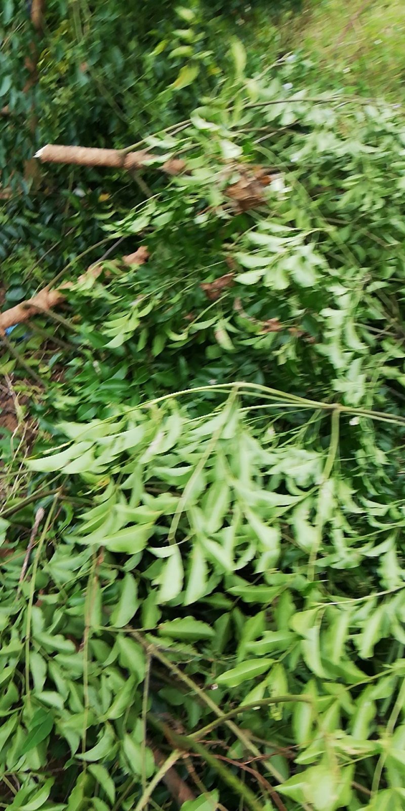 幌伞枫