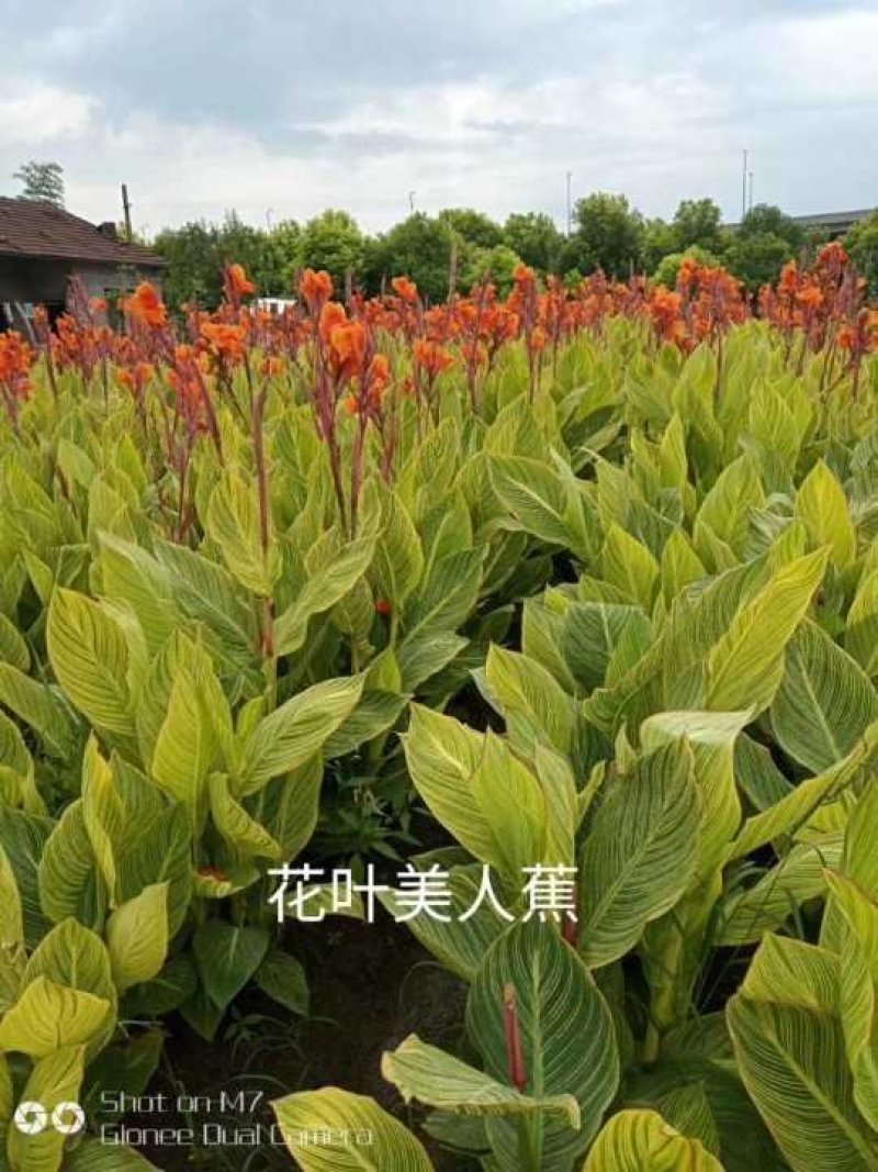 千屈菜水生植物观赏草基地直销