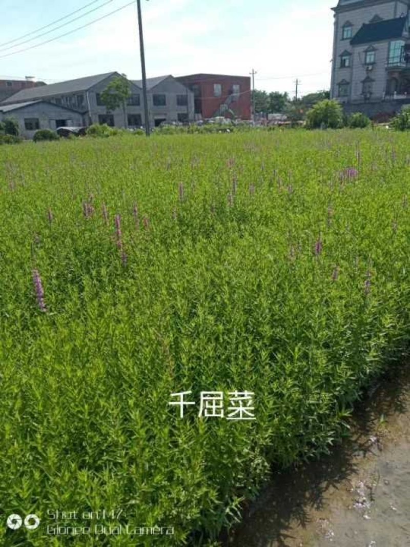 千屈菜水生植物观赏草基地直销