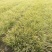 千屈菜水生植物观赏草基地直销