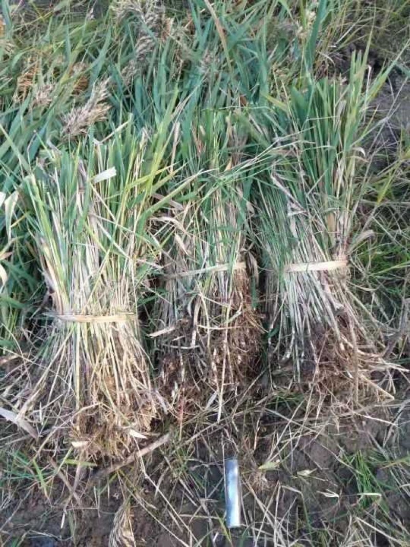 千屈菜水生植物观赏草基地直销