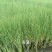 千屈菜水生植物观赏草基地直销