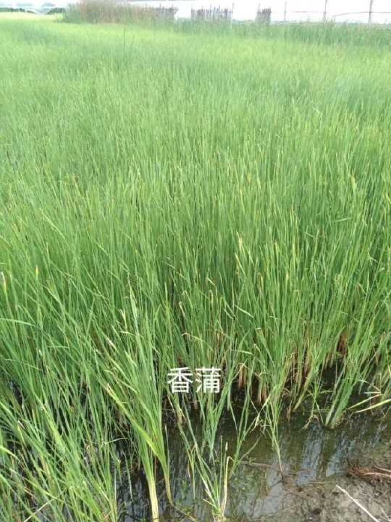 千屈菜水生植物观赏草基地直销