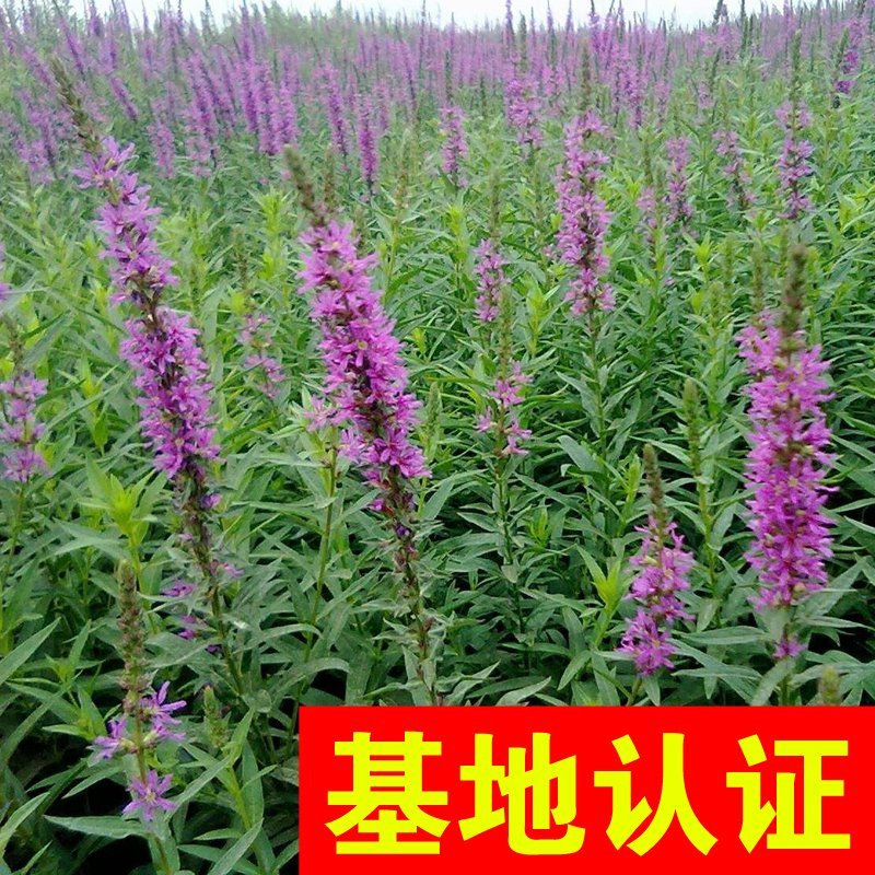 千屈菜水生植物观赏草基地直销