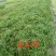 千屈菜水生植物观赏草基地直销