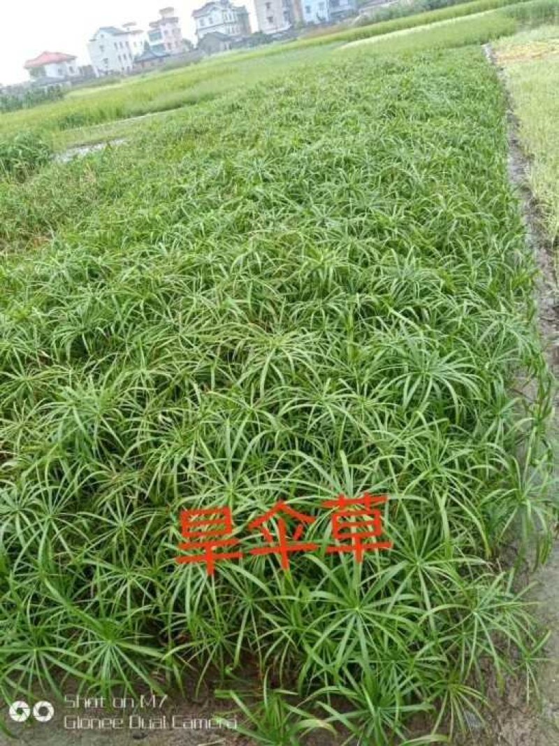 千屈菜水生植物观赏草基地直销