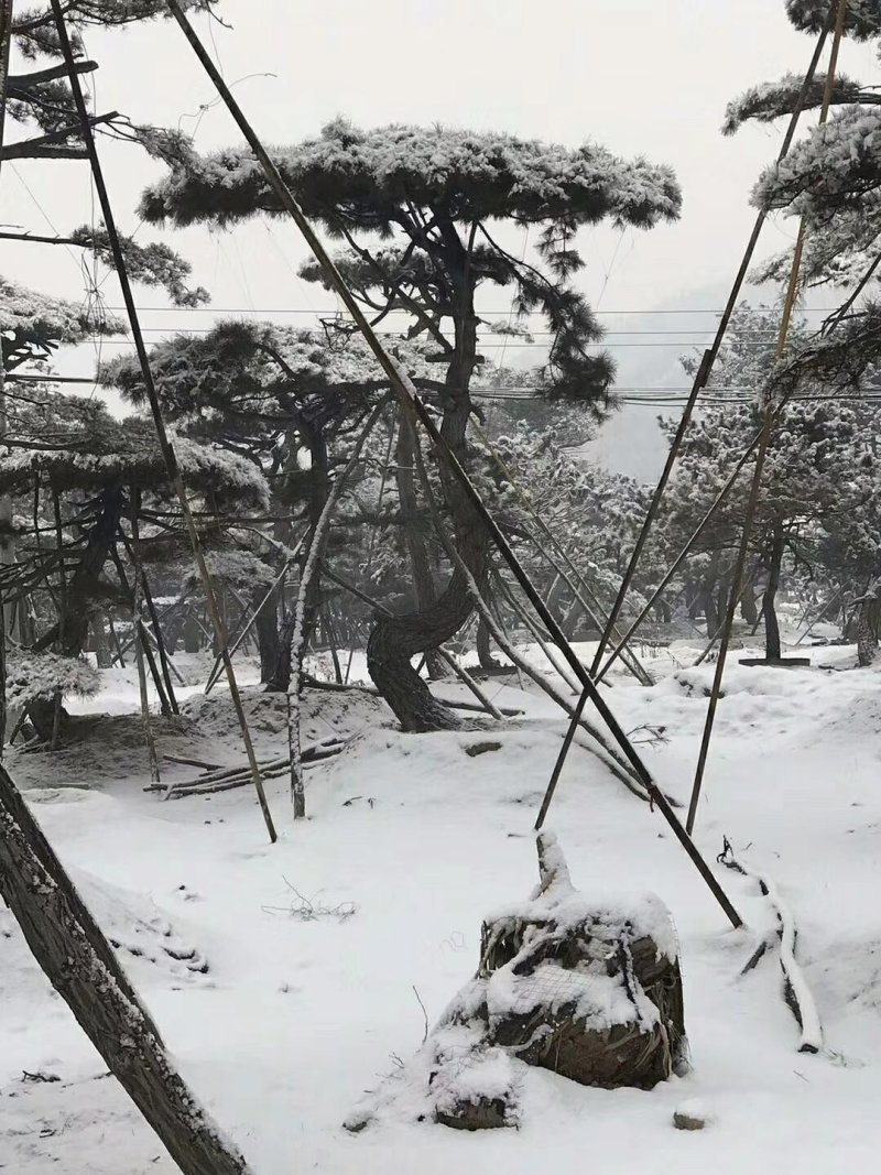 乔灌木