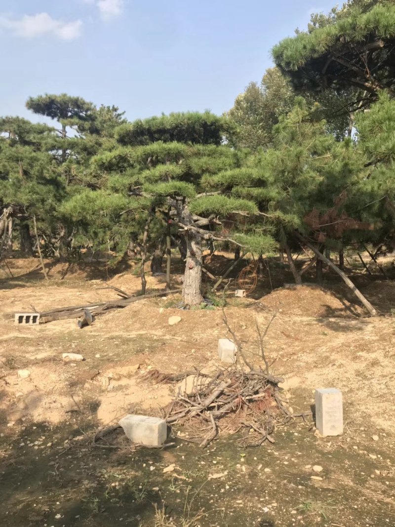 乔灌木