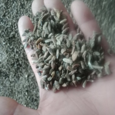 出售改良白术籽