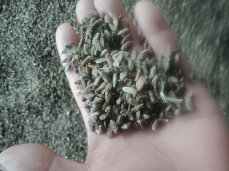 出售改良白术籽