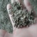 出售改良白术籽