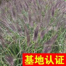 紫穗狼尾草水生植物观赏草基地直销