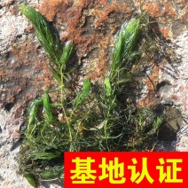 金鱼藻水生植物观赏草基地直销