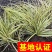 金叶苔草水生植物观赏草基地直销