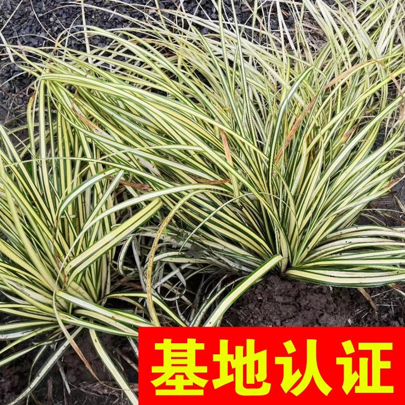 金叶苔草水生植物观赏草基地直销