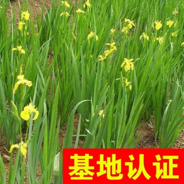黄菖蒲黄花鸢尾水生植物基地直销