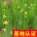 黄菖蒲黄花鸢尾水生植物基地直销