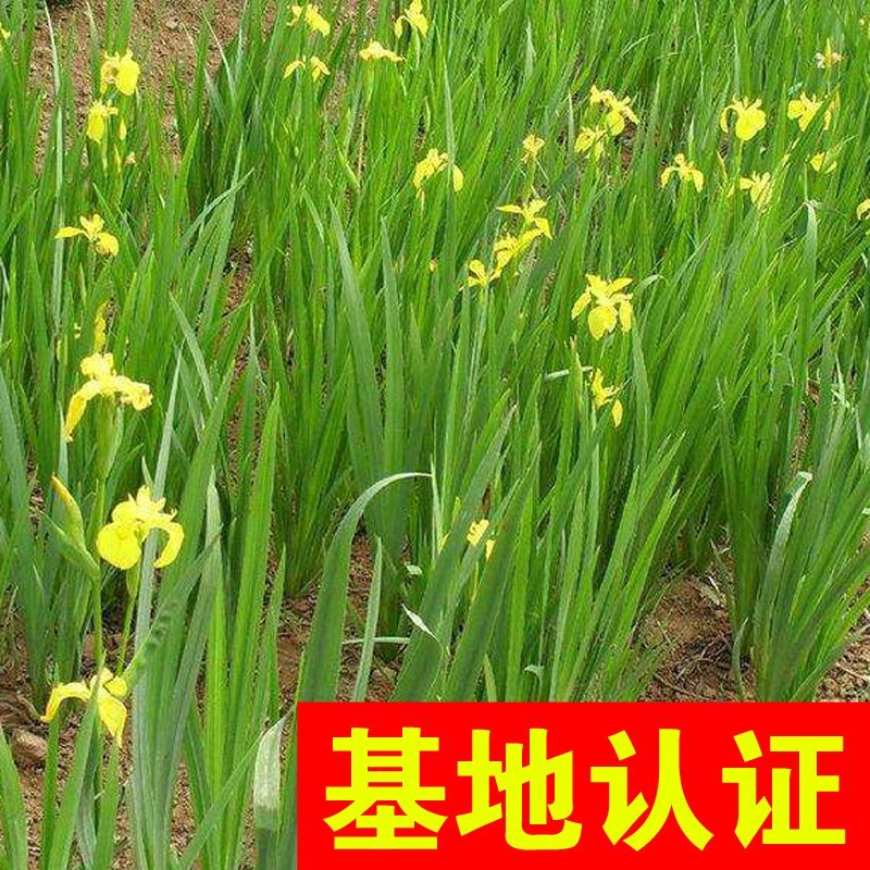 黄菖蒲黄花鸢尾水生植物基地直销