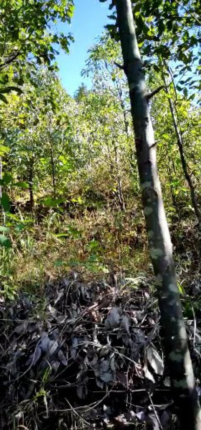 香樟树苗