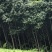 香樟树苗