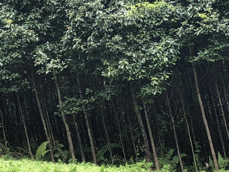 香樟树苗