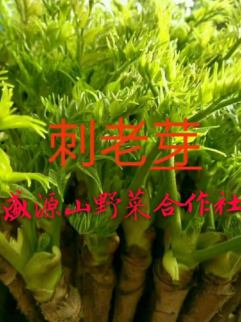 东北山野菜